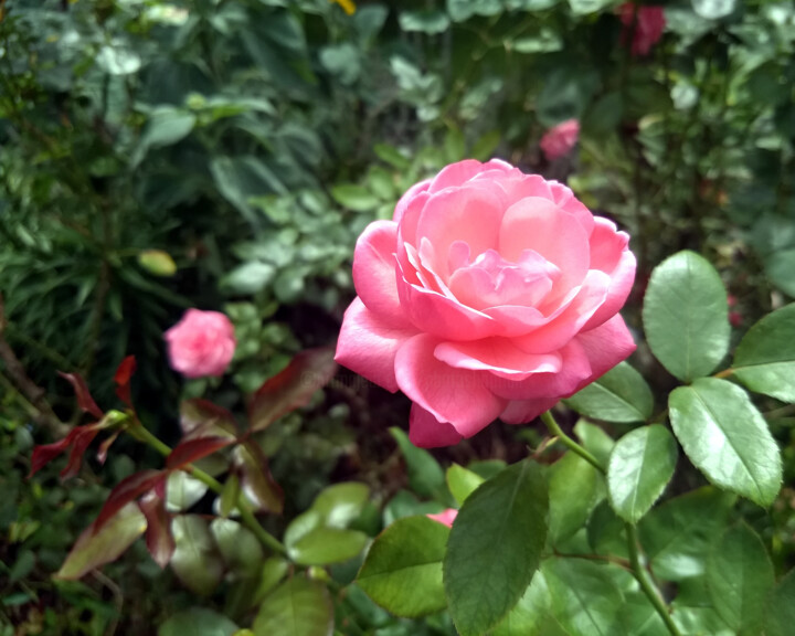 Fotografie mit dem Titel "Pink Rose" von China Alicia Rivera, Original-Kunstwerk, Nicht bearbeitete Fotografie