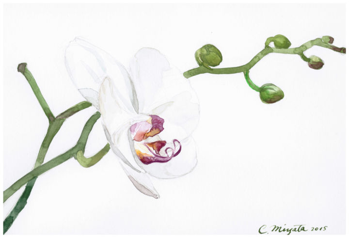 Painting titled "orchidea.jpg" by Chinami Miyata, Original Artwork, Watercolor