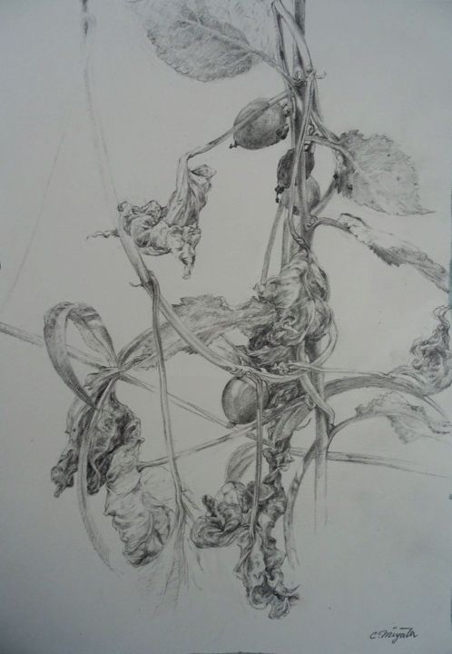 Drawing titled "Dioscorea communis" by Chinami Miyata, Original Artwork, Pencil
