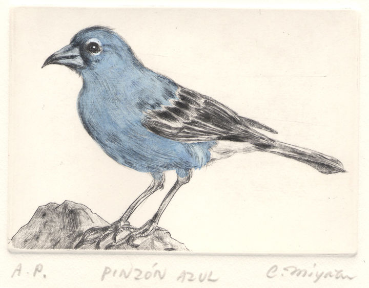 Estampas & grabados titulada ""Pinzòn Azul"" por Chinami Miyata, Obra de arte original, Grabado