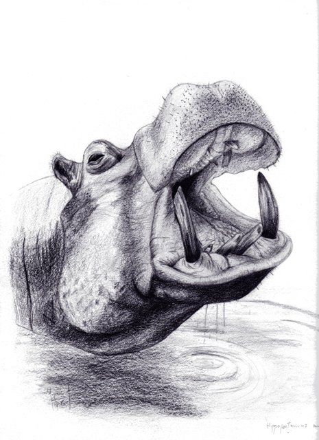 Malerei mit dem Titel "Hippopotame" von Chloe Yzoard, Original-Kunstwerk, Öl