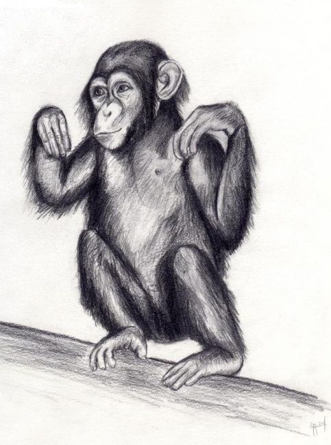 Pintura titulada "Chimpanze" por Chloe Yzoard, Obra de arte original, Oleo