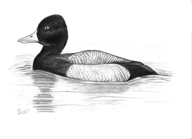 Drawing titled "Greater Scaup" by Chloe Yzoard, Original Artwork, Other