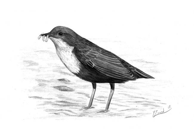 Drawing titled "White throated dipp…" by Chloe Yzoard, Original Artwork, Other