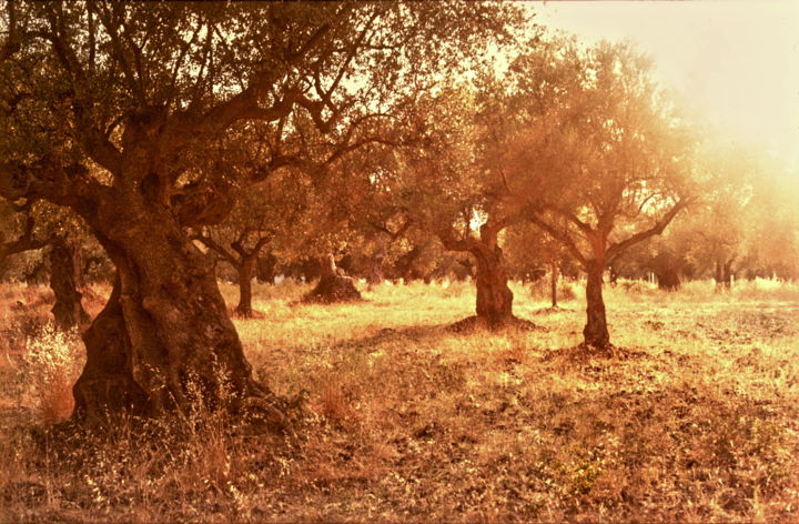 Photography titled "Greece olives" by Chris Van Moorsel, Original Artwork, Analog photography