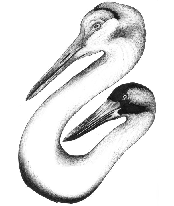 Dessin intitulée "ducks.jpeg" par Charles Rastoul, Œuvre d'art originale, Stylo à bille