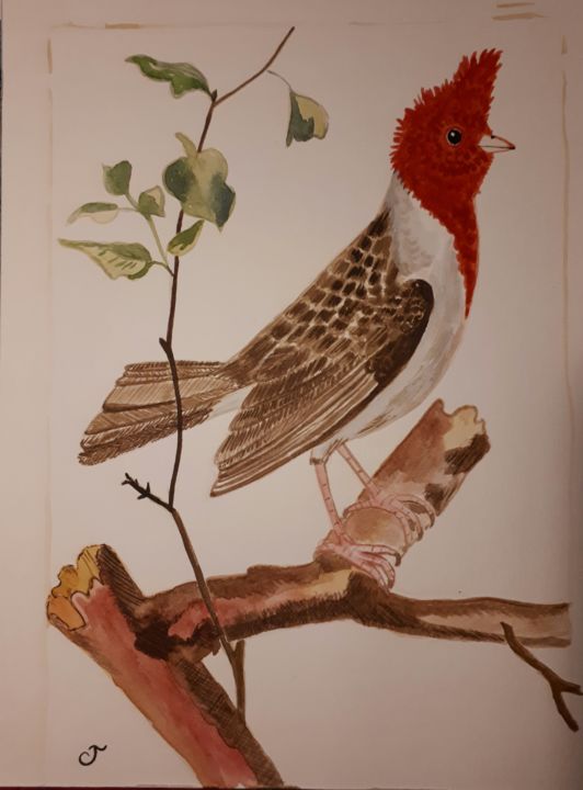 Painting titled "le cardinal dominic…" by Chris Texier, Original Artwork, Watercolor