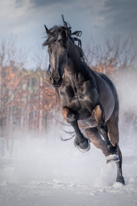 Fotografía titulada "Plezier in de sneeuw" por Christa Merk, Obra de arte original, Fotografía digital