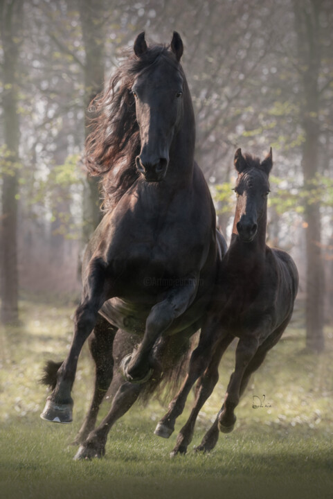 Photography titled "Merrie and foal" by Christa Merk, Original Artwork, Digital Photography