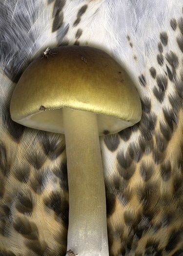 Digitale Kunst mit dem Titel "champignon et plumes" von Christian Staebler, Original-Kunstwerk