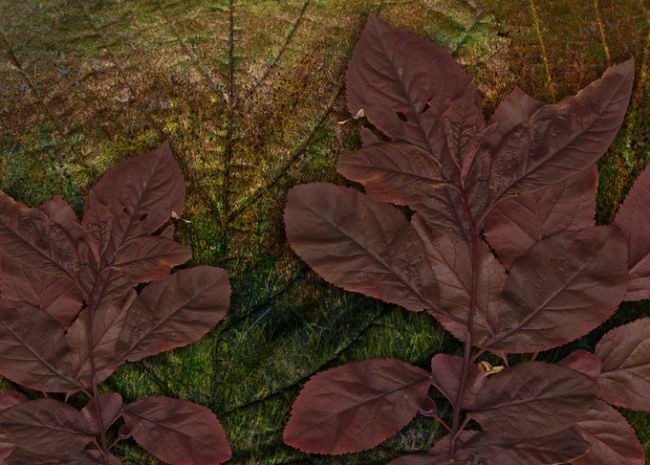 Arts numériques intitulée "feuilles de noisett…" par Christian Staebler, Œuvre d'art originale