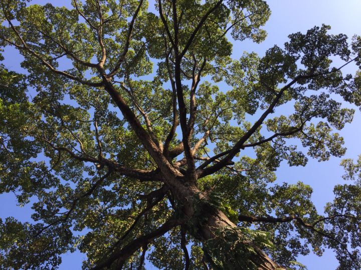 Photographie intitulée "L’arbre" par Christine Stalder, Œuvre d'art originale