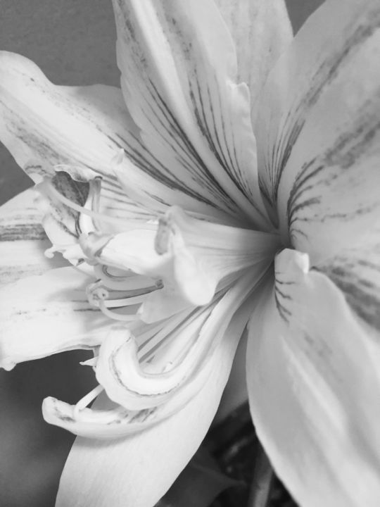 Fotografie getiteld "Amaryllis" door Christine Stalder, Origineel Kunstwerk, Digitale fotografie