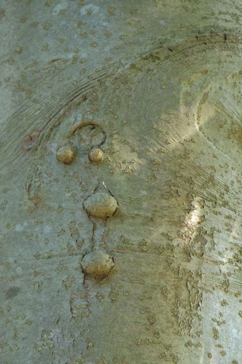 Photographie intitulée "Smiley de platane" par Christel Jeantheau, Œuvre d'art originale, Photographie numérique