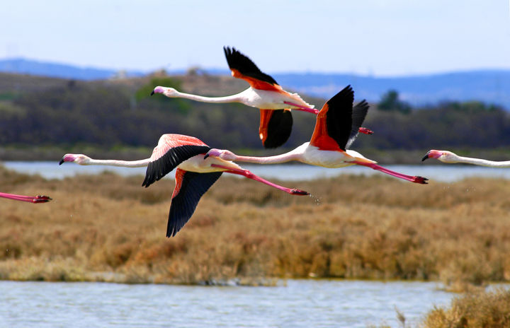 Photographie intitulée "Flamants roses" par Christian Clausier, Œuvre d'art originale