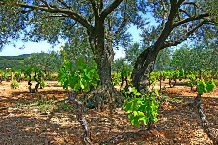 Photographie intitulée "PROVENCE" par Christian Clausier, Œuvre d'art originale