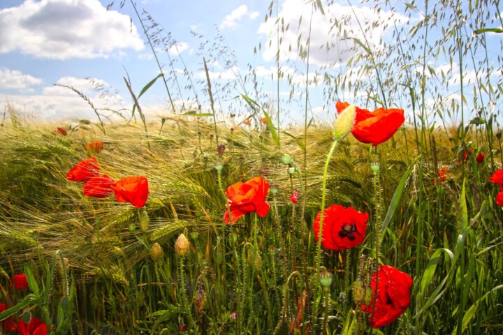 Photography titled "nature-coquelicots." by Christian Lugrezi, Original Artwork