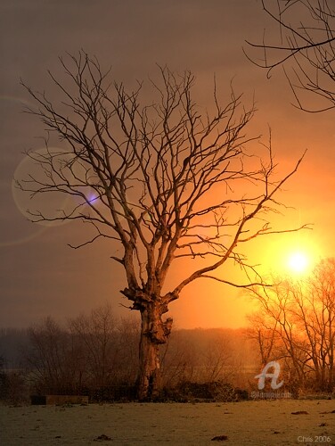 Photographie intitulée "Mon Ami L'arbre" par Christian Pavet, Œuvre d'art originale