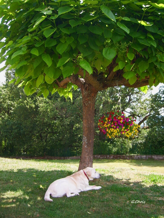 Photographie intitulée "Au pied de mon arbre" par Christiane Guilleminot, Œuvre d'art originale, Photographie non manipulée
