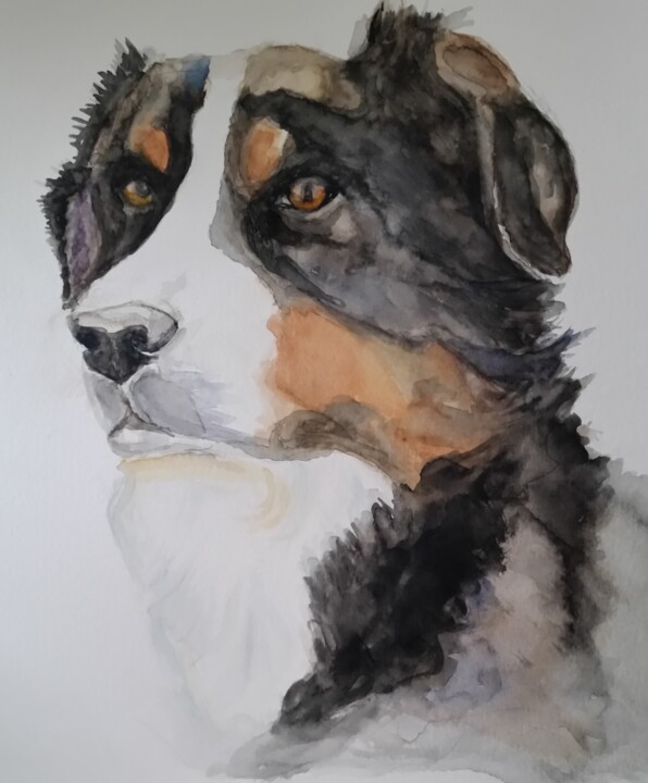 Painting titled "Bouvier bernois" by Christine Nemoz, Original Artwork, Watercolor