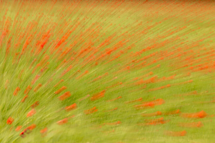 Fotografie mit dem Titel "Mohnblumen im Wind" von Christoph Funke, Original-Kunstwerk, Digitale Fotografie