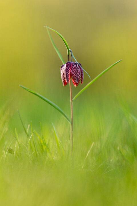 Photographie intitulée "Schachbrettblume" par Christoph Funke, Œuvre d'art originale, Photographie numérique