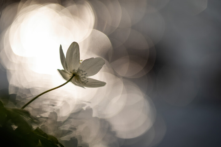 Fotografia zatytułowany „Frühling” autorstwa Christoph Funke, Oryginalna praca, Fotografia cyfrowa