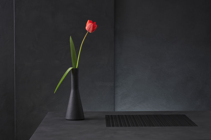 Photography titled "Tulipa Gesneriana" by Christophe Verot, Original Artwork, Digital Photography Mounted on Aluminium