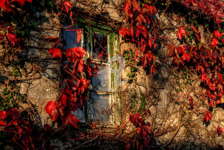 Photography titled "Green window" by Christophe Ricou, Original Artwork