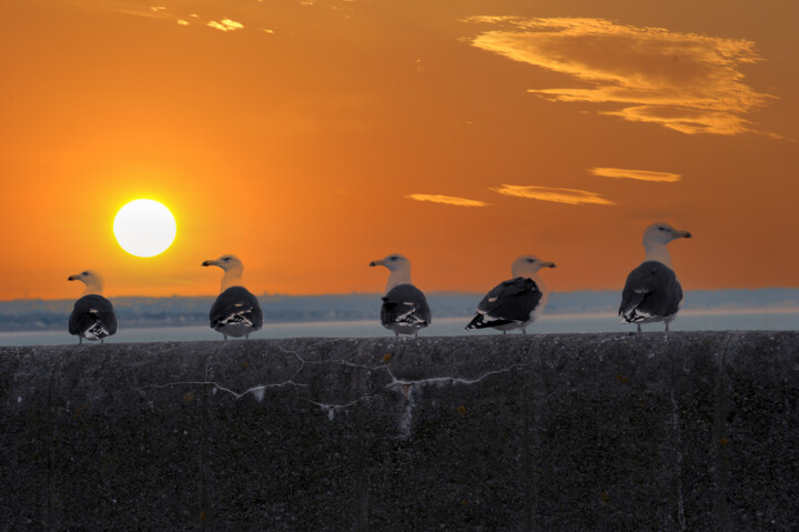 Photography titled "Les cinq goelands" by Chryslene Caillaud, Original Artwork, Digital Photography Mounted on Aluminium