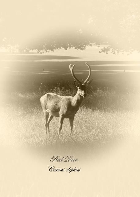 Fotografía titulada "Red Deer in sepia" por Wilf, Obra de arte original