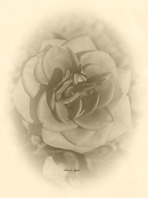 Photography titled "Rose in Sepia" by Wilf, Original Artwork