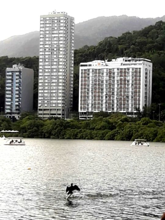 Fotografia intitulada "Pássaro na Lagoa" por Mary Priest, Obras de arte originais,