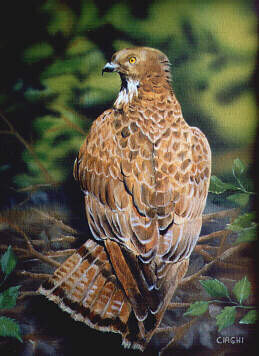 Pintura titulada "falco" por Ciaghi Tiziana, Obra de arte original