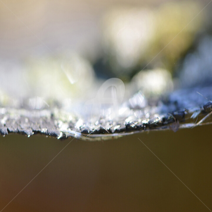 Photographie intitulée ""NATURE" BWC-0066" par Cidalia Alves, Œuvre d'art originale