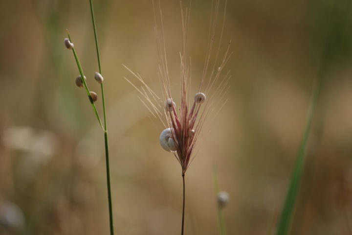 Photographie intitulée "NATURE" par Cielle Lucia, Œuvre d'art originale