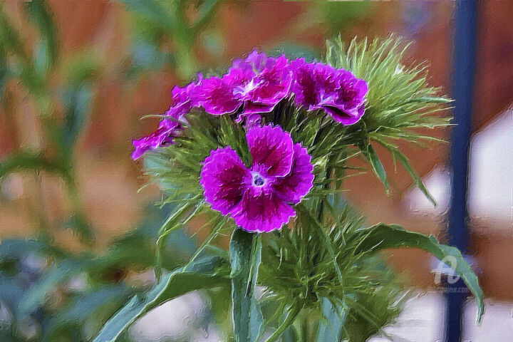 Artes digitais intitulada "Dianthus barbatus" por Ciezar, Obras de arte originais, Pintura digital