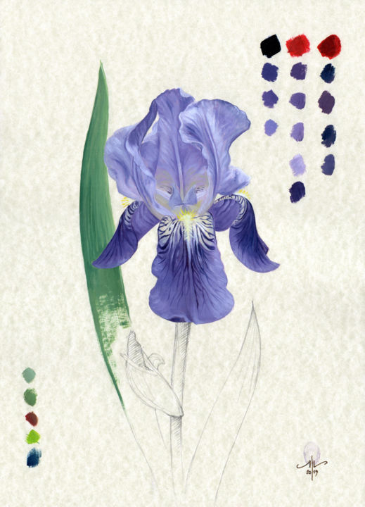 Drawing titled "Study of Iris" by Cinzia Marotta, Original Artwork, Oil