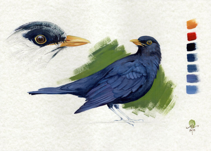 Drawing titled "Study of Blackbird" by Cinzia Marotta, Original Artwork, Oil