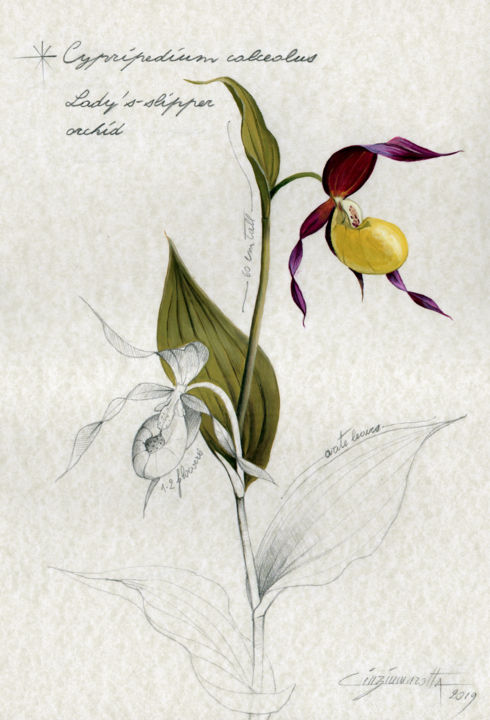 「Cypripedium calceol…」というタイトルの描画 Cinzia Marottaによって, オリジナルのアートワーク, グラファイト