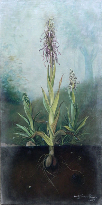 Malerei mit dem Titel "Himantoglossum Hirc…" von Cinzia Marotta, Original-Kunstwerk, Öl