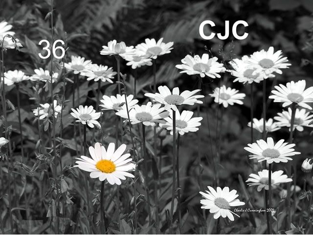 Photography titled "Daisies" by Charles Cunningham, Original Artwork