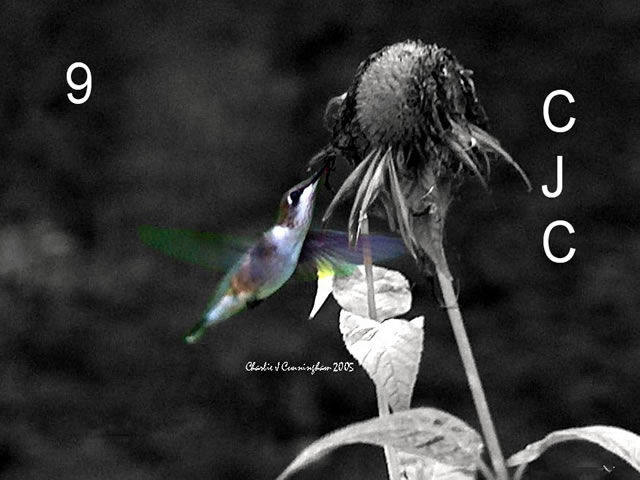 Photography titled "Hummingbird 2" by Charles Cunningham, Original Artwork