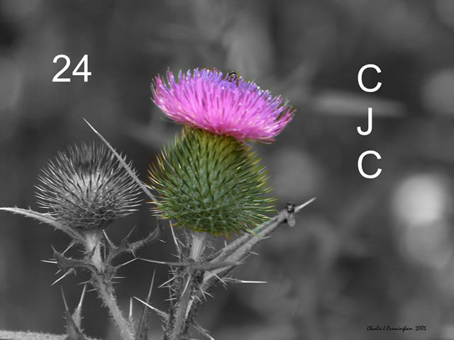 Photography titled "Field Thistle" by Charles Cunningham, Original Artwork