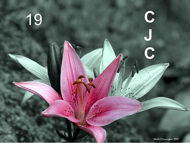 Fotografia intitulada "Pink Lily" por Charles Cunningham, Obras de arte originais