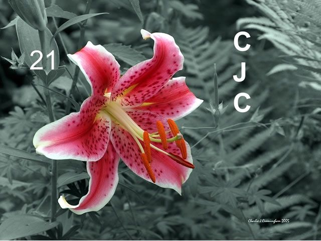 Fotografie getiteld "Stargazer Lily" door Charles Cunningham, Origineel Kunstwerk