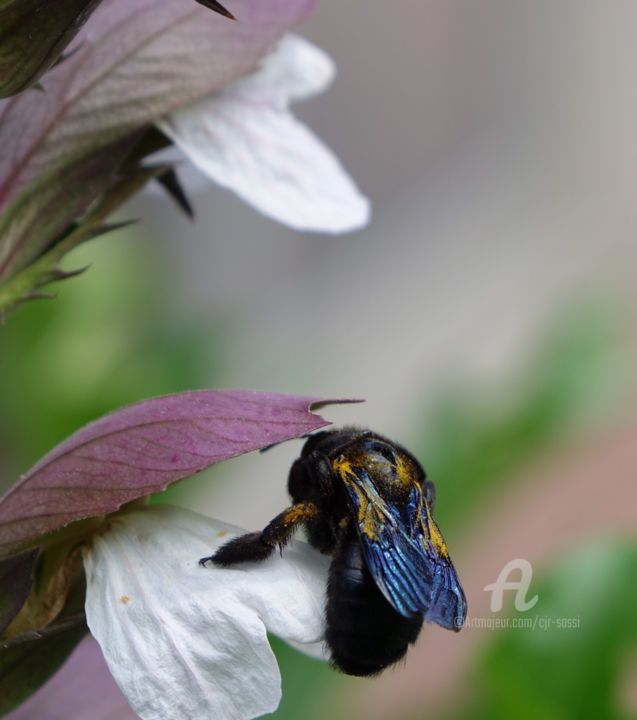 Photography titled "Abeille charpentier…" by Corinne Sassi (Cjr sassi), Original Art, Digital Photography