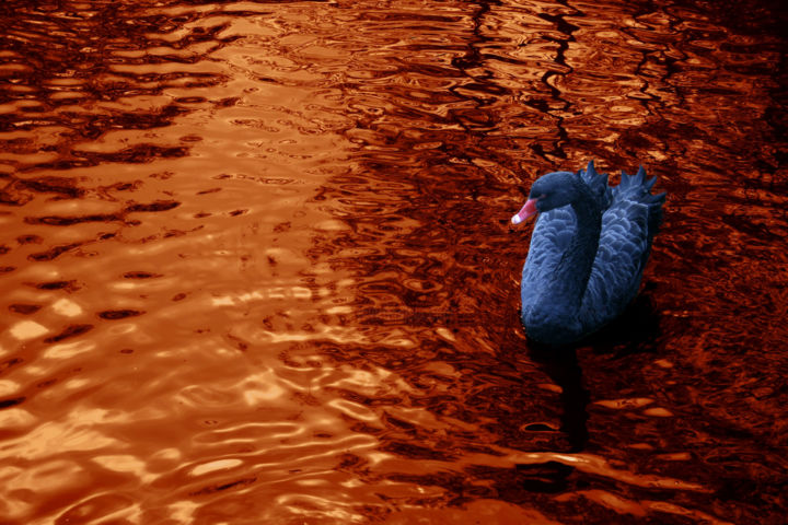 Digital Arts titled "Swan on Bronze" by Chris Kitchener, Original Artwork, Digital Painting
