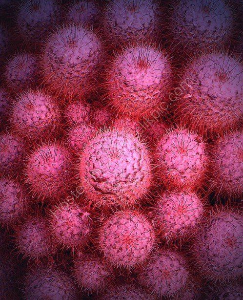 Digital Arts titled "Cacti Pink" by Chris Kitchener, Original Artwork