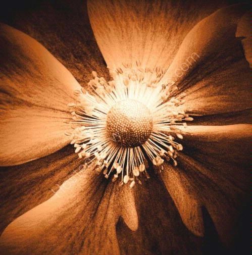 Digital Arts titled "Flower Centre Sepia" by Chris Kitchener, Original Artwork